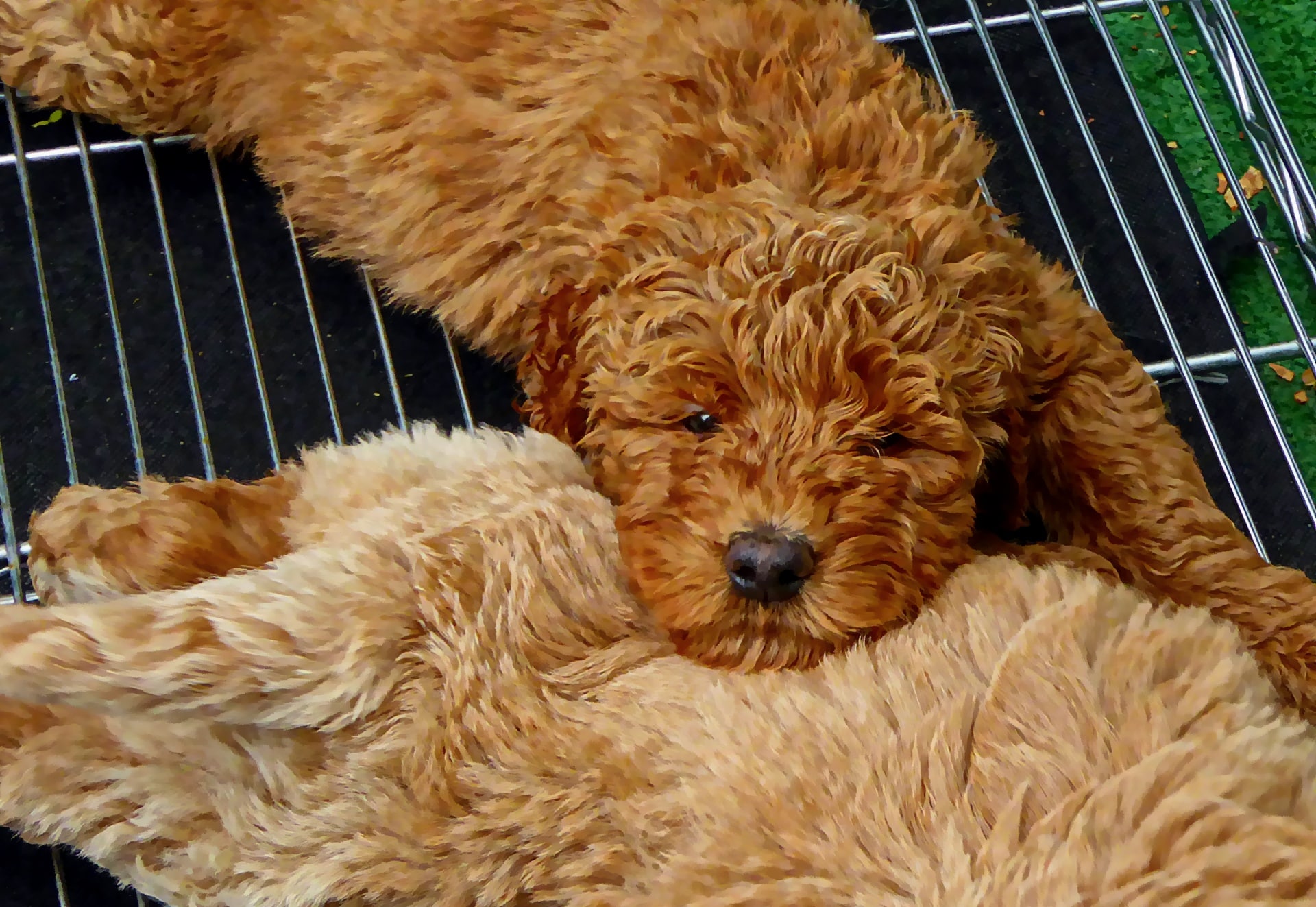 The Do’s and Don’ts of Crate Training a Goldendoodle