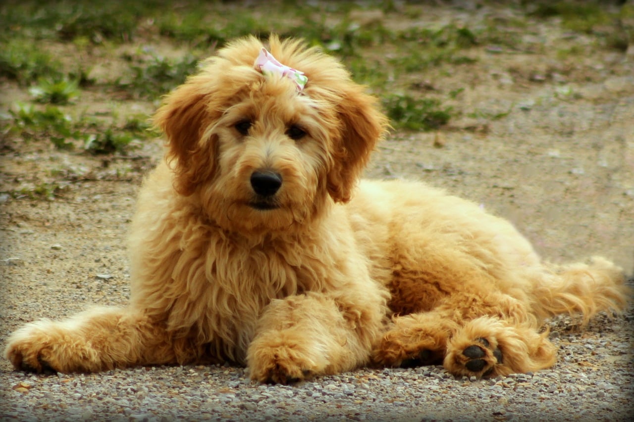 8 Ways to Keep Your Goldendoodle Cool This Summer!