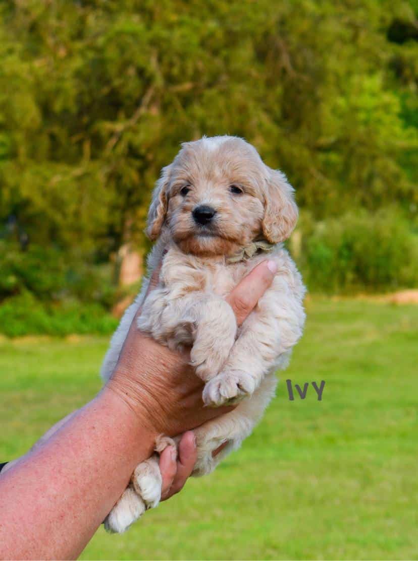 Introducing a Goldendoodle Puppy to Your Home