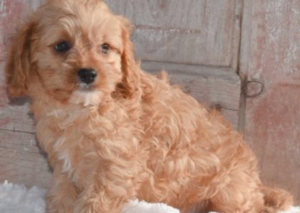Is a Cavapoo the Dog for You?