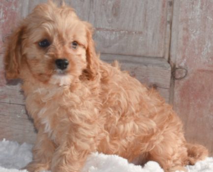 Is a Cavapoo the Dog for You?