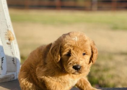 How to Buy Your Goldendoodle Puppy Online