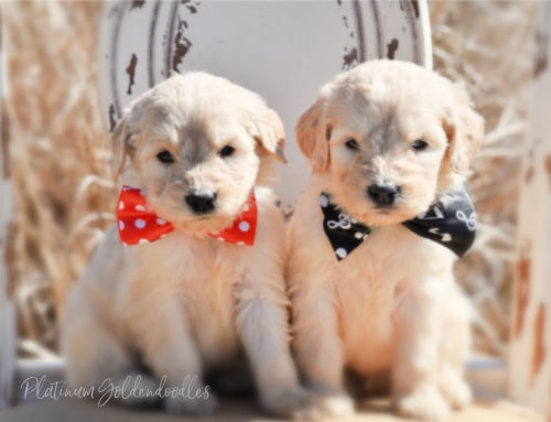 goldendoodle puppies