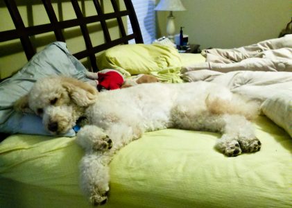 Does Your Goldendoodle Belong on the Furniture?