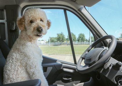 A Secure Ride for Your Goldendoodle