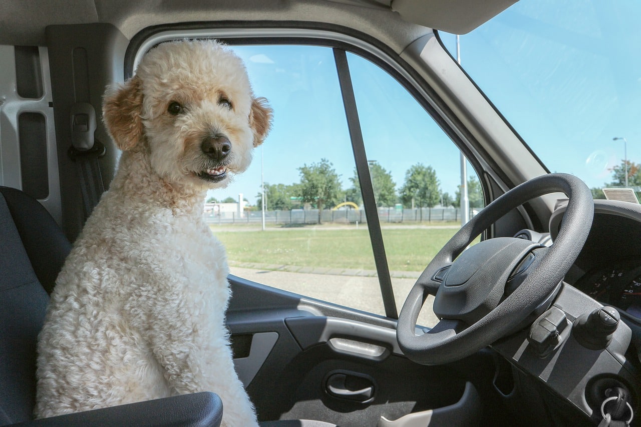 A Secure Ride for Your Goldendoodle