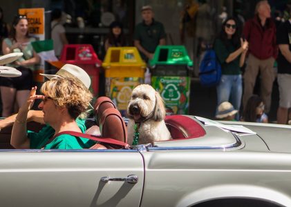 Have Goldendoodle, Will Travel