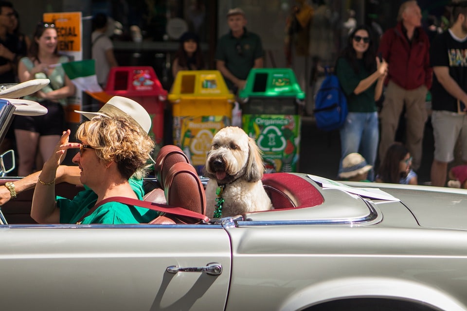 Have Goldendoodle, Will Travel