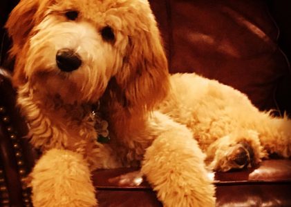 Allergy Attacks and Goldendoodles