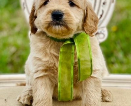 The Value of Training Your Goldendoodle