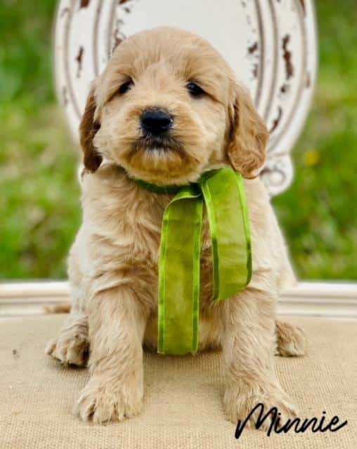 The Value of Training Your Goldendoodle