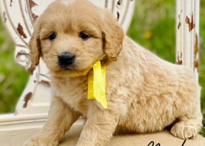Desirable Goldendoodles