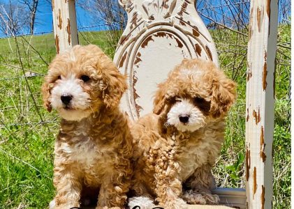 Goldendoodles: Perfect Therapy Dogs