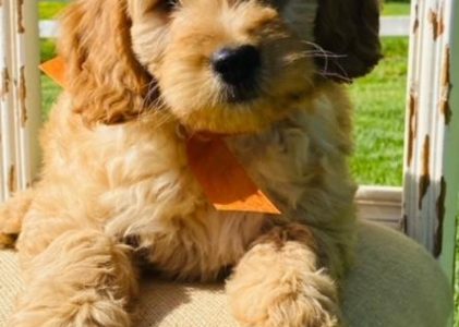 Goldendoodle Puppies Available Now | Goldendoodles Ready Now