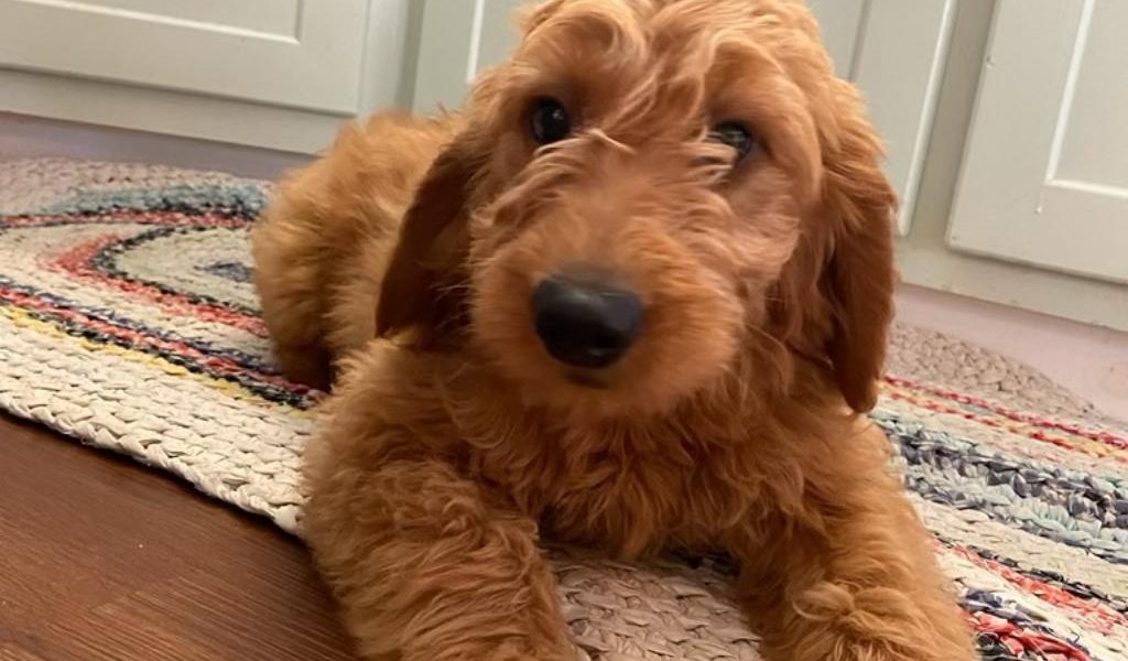 Goldendoodles Ready Now for New Families