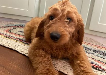 Goldendoodles Ready Now for New Families