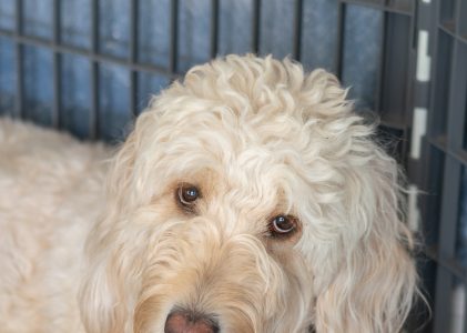 Crate Training Your Goldendoodle