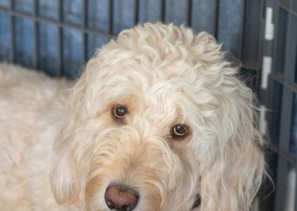 Crate Training Your Goldendoodle
