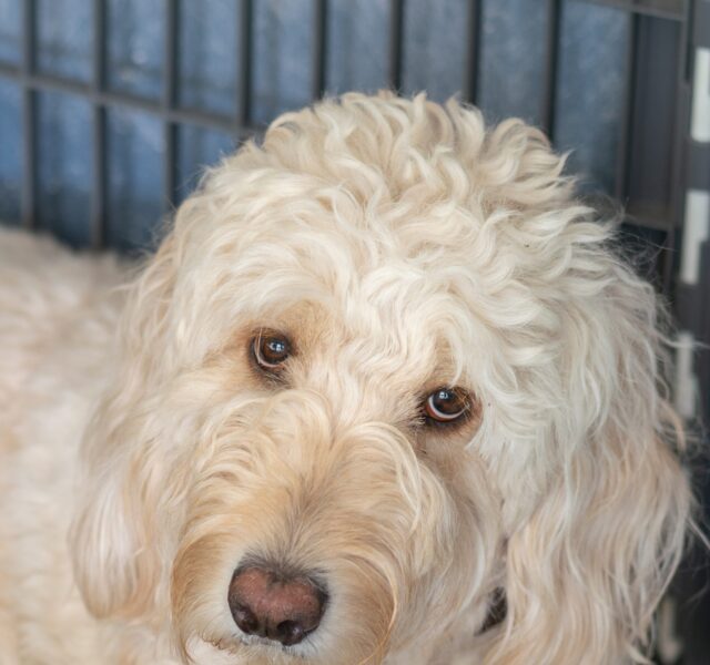 crate training your Goldendoodle
