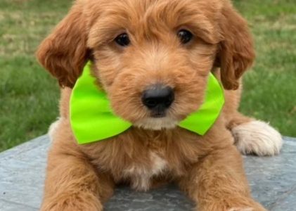 Are there any Goldendoodle puppies near me?