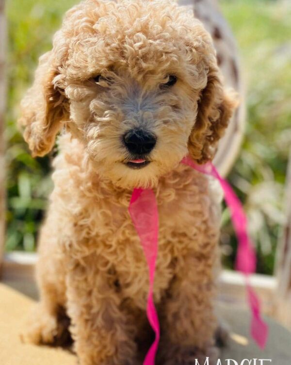 f1b available goldendoodle pupies