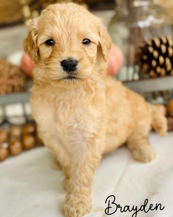 available goldendoodle puppies