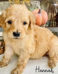 available goldendoodle puppies