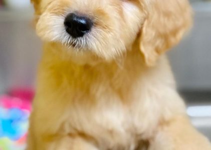 Goldendoodle Puppies F1 and F1b ready now!