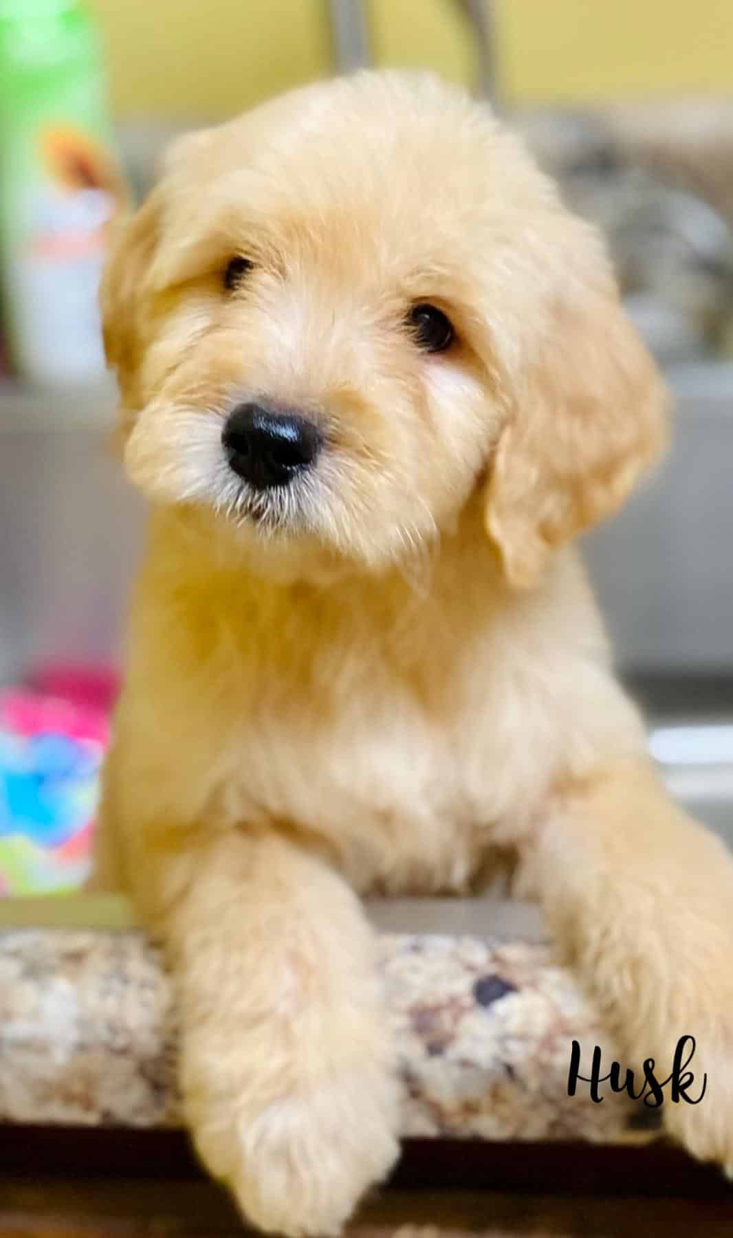Goldendoodle Puppies F1 and F1b ready now!