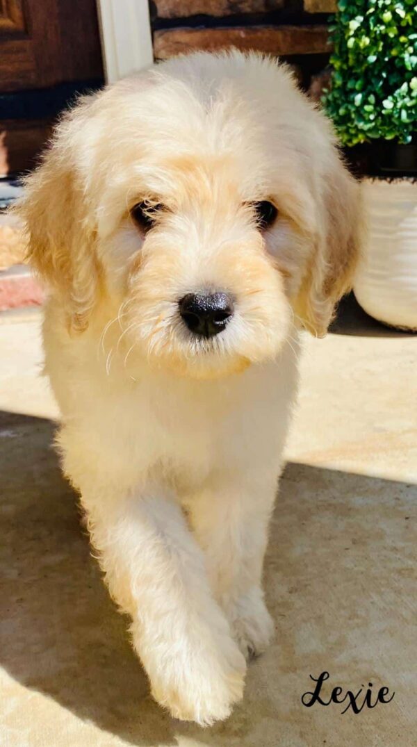 goldendoodle puppies available now
