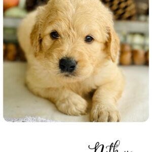 goldendoodle puppies available now