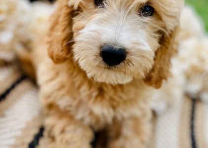 Goldendoodle Puppies Ready Now