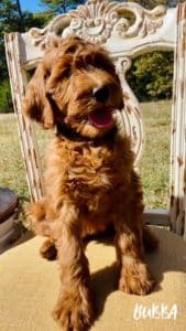 goldendoodle puppies