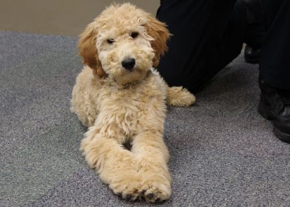 Goldendoodle Police Dogs