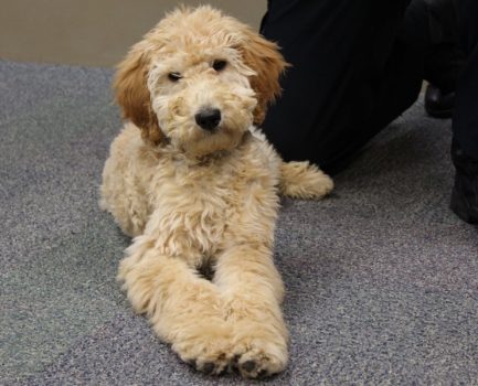 Goldendoodle Police Dogs