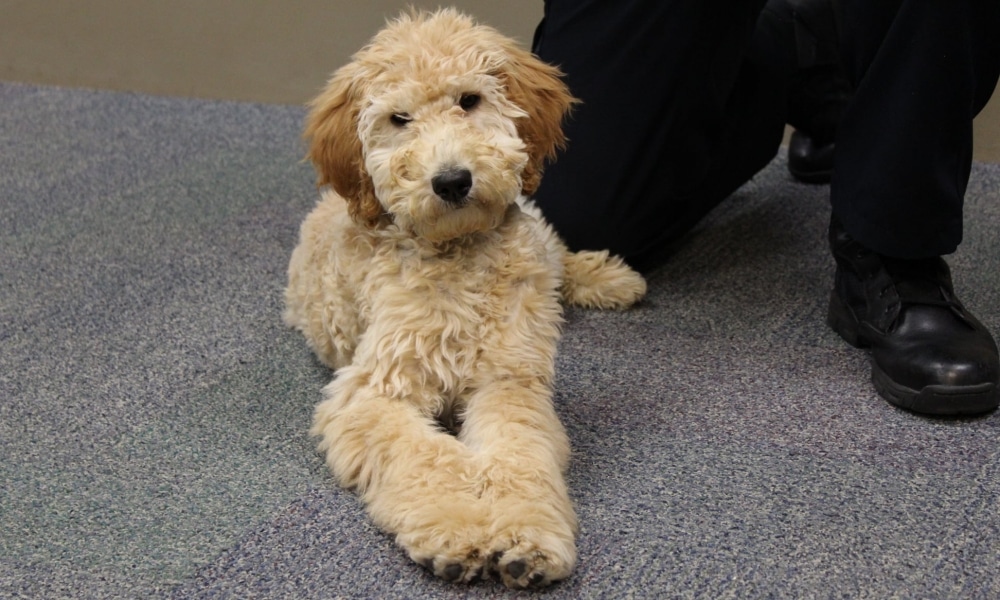 Goldendoodle Police Dogs