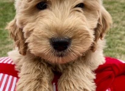 10 Games to Play with Your Goldendoodle