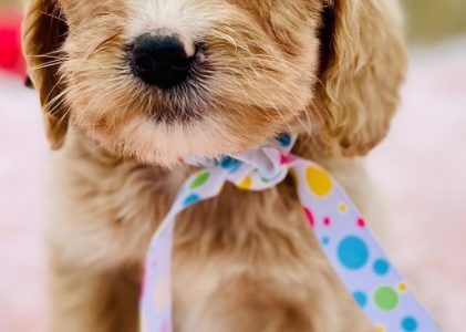 RSV and Your Goldendoodle