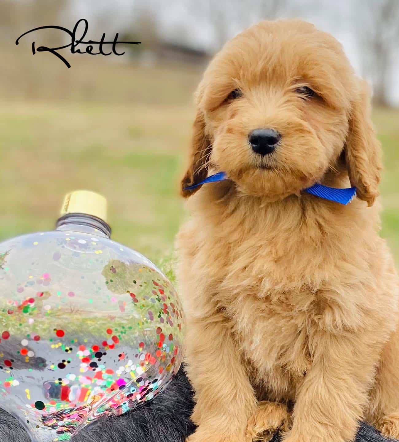 Goldendoodle Puppies Ready Now