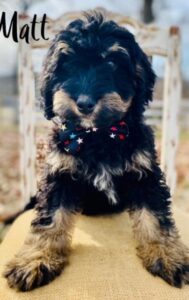 Mini Bernedoodle Puppies Available Now