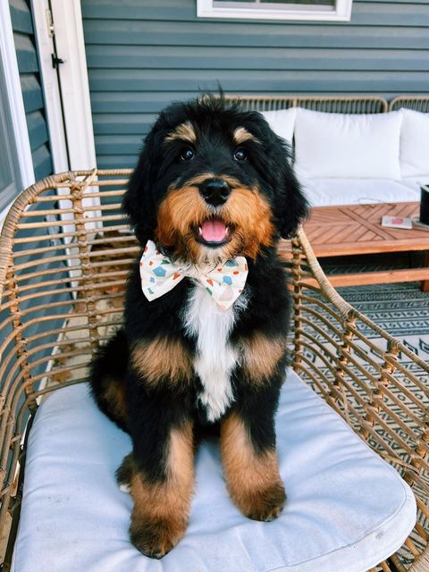 Mini Bernedoodle Puppies Available Now | Bernedoodle Puppies For Sale