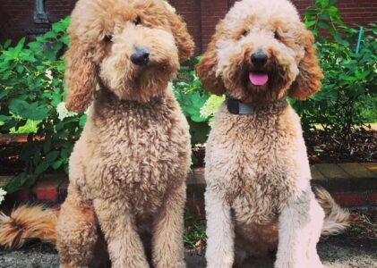 Curly Goldendoodle Puppies