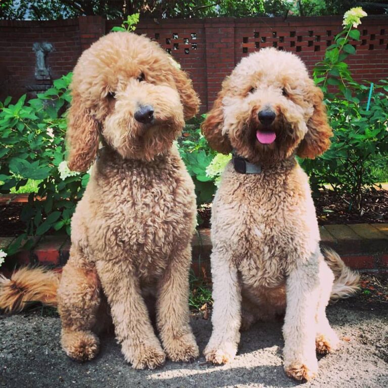 curly goldendoodles