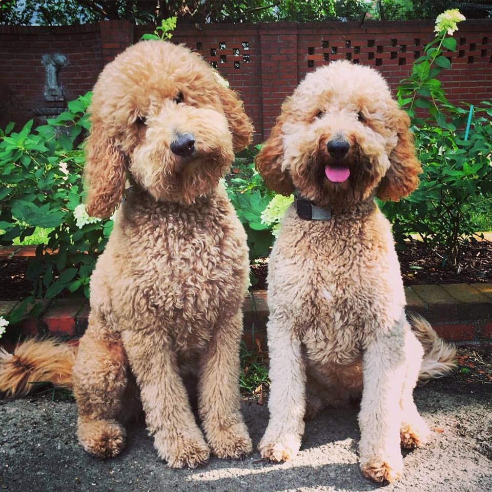 Curly Goldendoodle Puppies