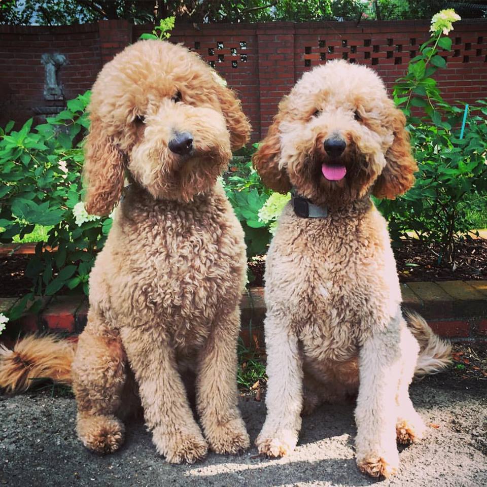 Red curly goldendoodle hotsell