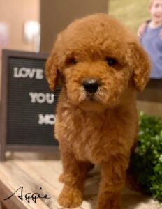 f1b goldendoodle puppies for sale