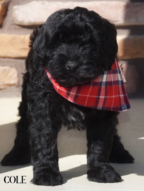 Black Goldendoodle Puppies