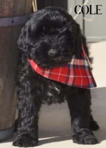 black goldendoodle