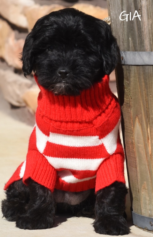 black mini goldendoodles