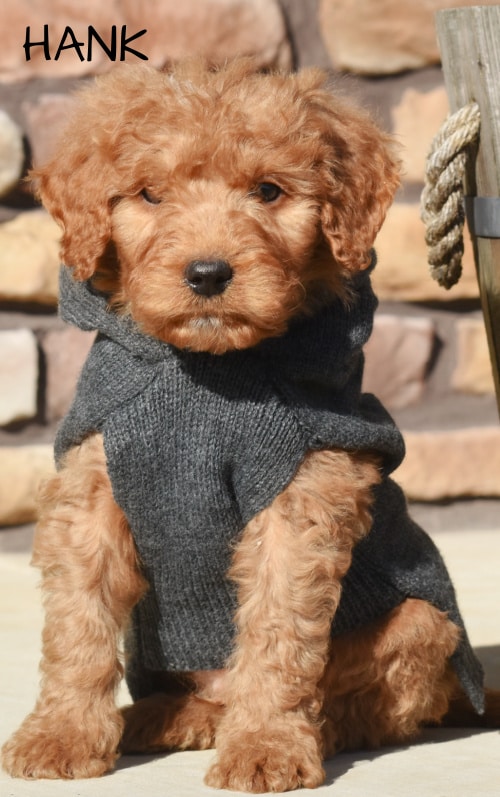 goldendoodle puppies